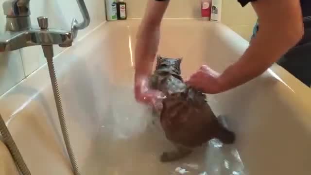 萌宠趣味 · 第4集 · Как мыть кота. Британский кот моется.