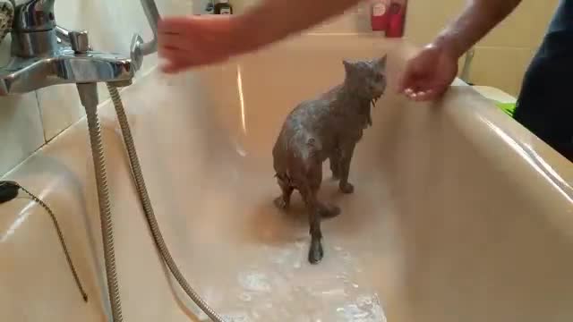 萌宠与趣味运动