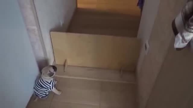 萌宠趣味 · 第2集 · Доброе утро! мопсы 2
