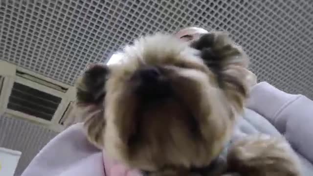 博主日常 · 第20集 · ПОЕХАЛИ НА ДАЧУ - ЗАТОПИЛО ДОМ