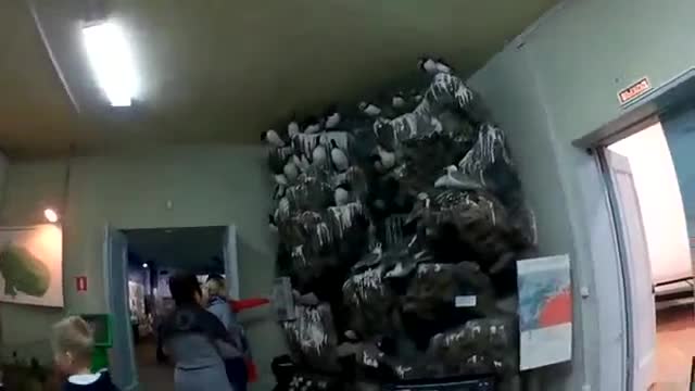 恐龙与化石