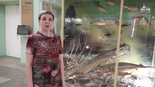 自然动物 · 第7集 · "Ихтиофауна реки Дон и Азовского моря. О