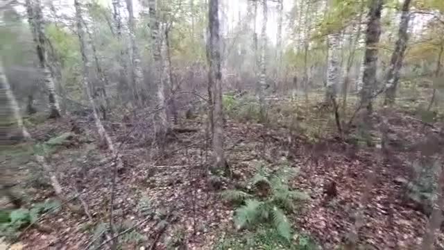 天气四季 · 第5集 · Карельская природа осенью (видео на вепс