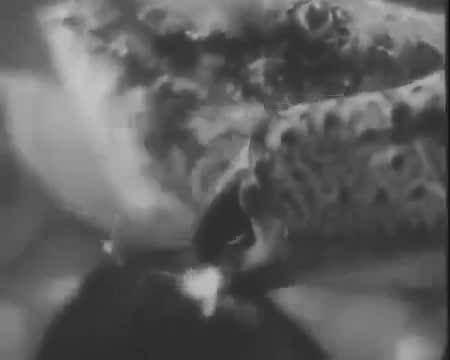 苏联海洋 · 第6集 · В глубинах моря (1938) документальный фи
