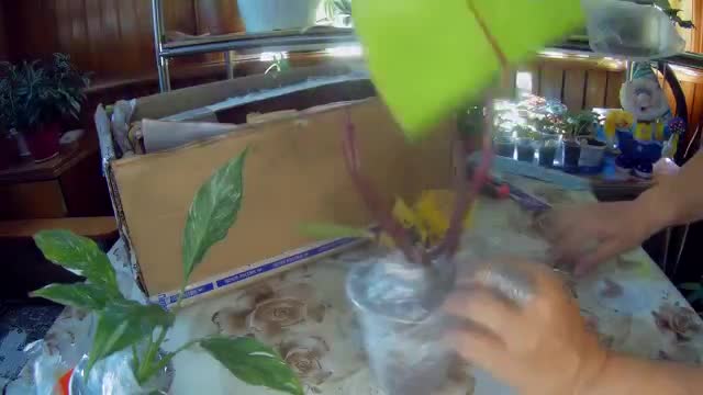 室内绿植 · 第2集 · Комнатные растения почтой, посылка от Ма