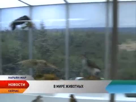 自然动物 · 第4集 · Всю флору и фауну региона в одном за