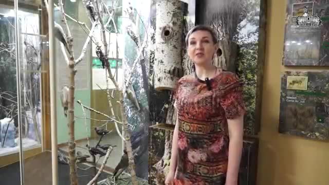 自然动物 · 第5集 · "Хозяева зелёного леса"